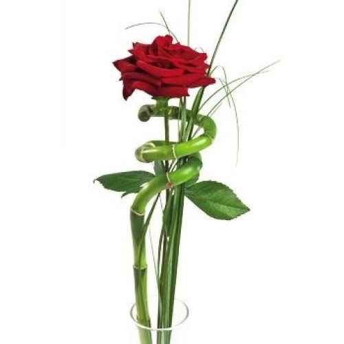 Single wrapped red rose
